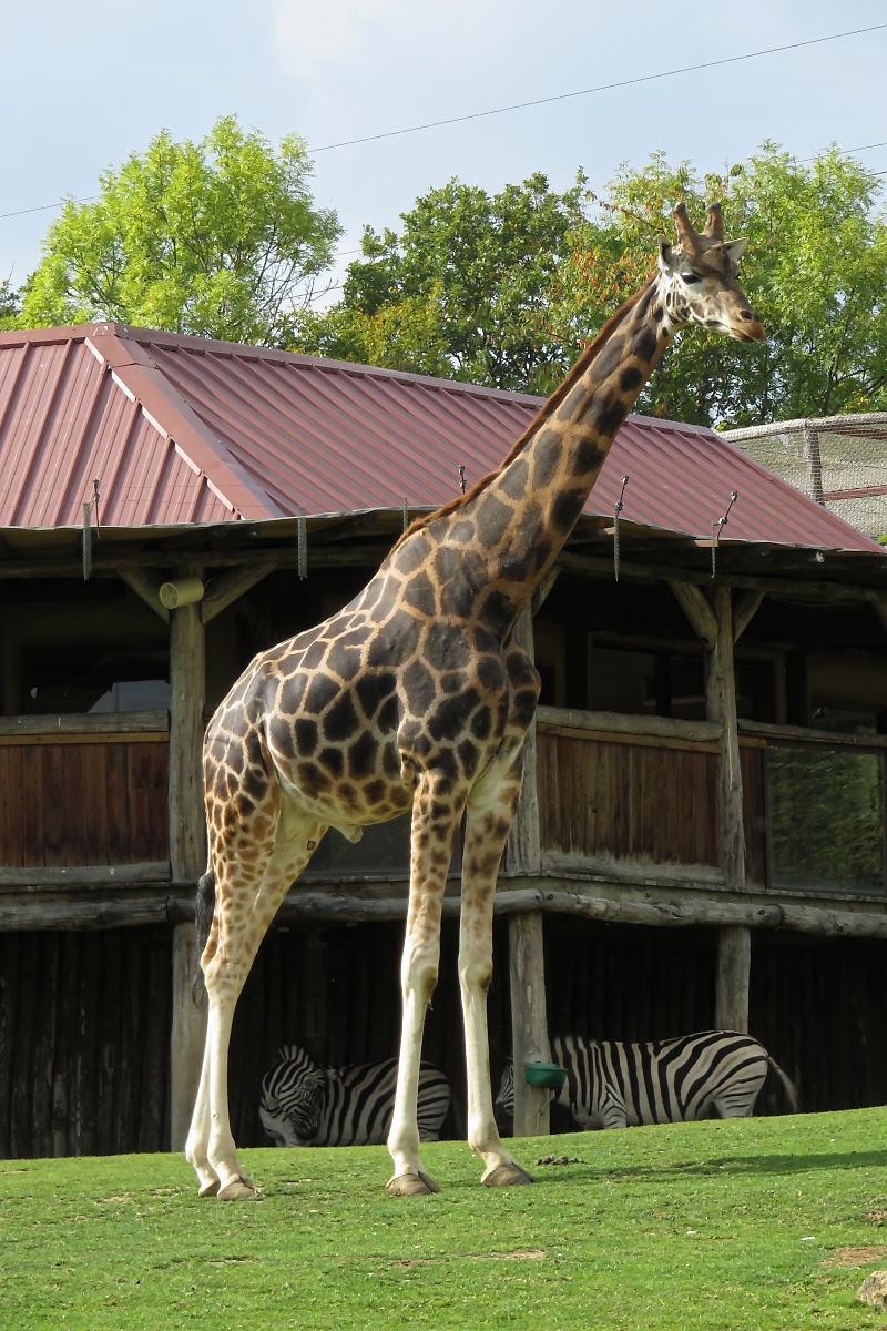 Und der Giraffen-Chef hat alles im Blick. 
Zoo d'Amneville, 26.9.2017