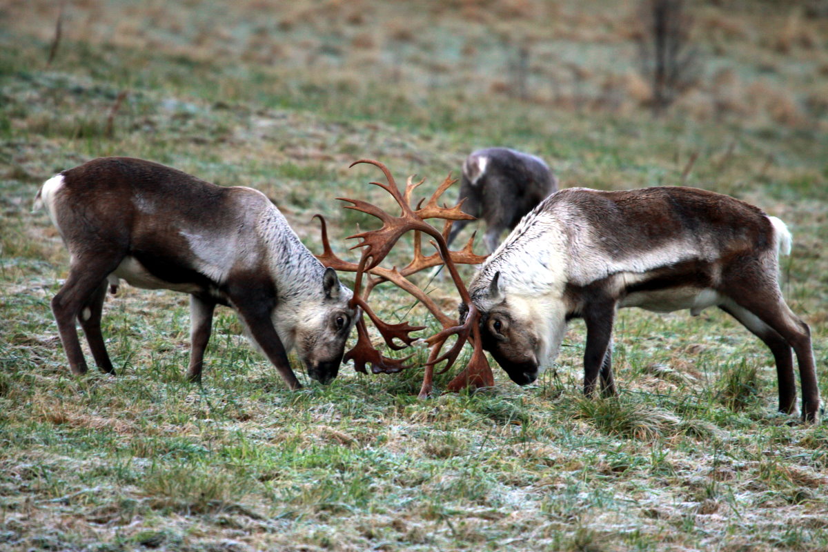 Und hier entscheidet sich wer in diesem Jahr am Weihnachtsmannschlitten vorne stehen darf! Rentiere auf Kvalya, 06.11.2105