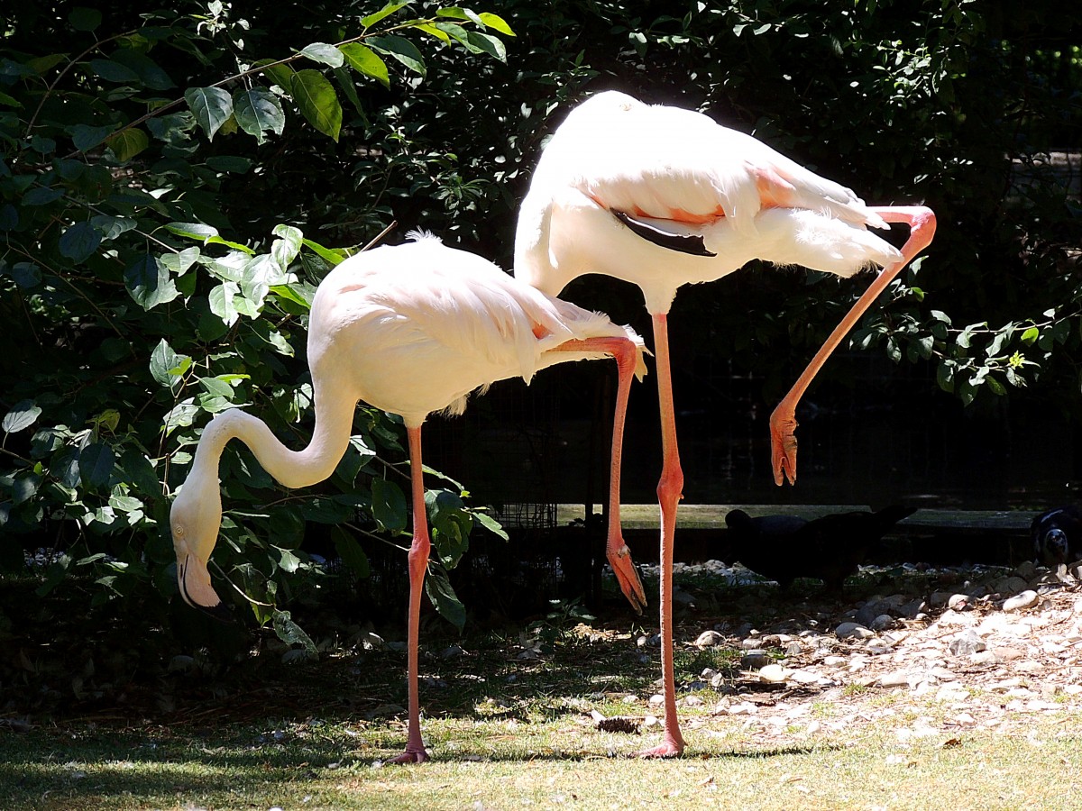  ...und nun das linke Bein in die Hhe ; Rosaflamingo (Phoenicopterus roseus)im Tierpark Haag; 130722 