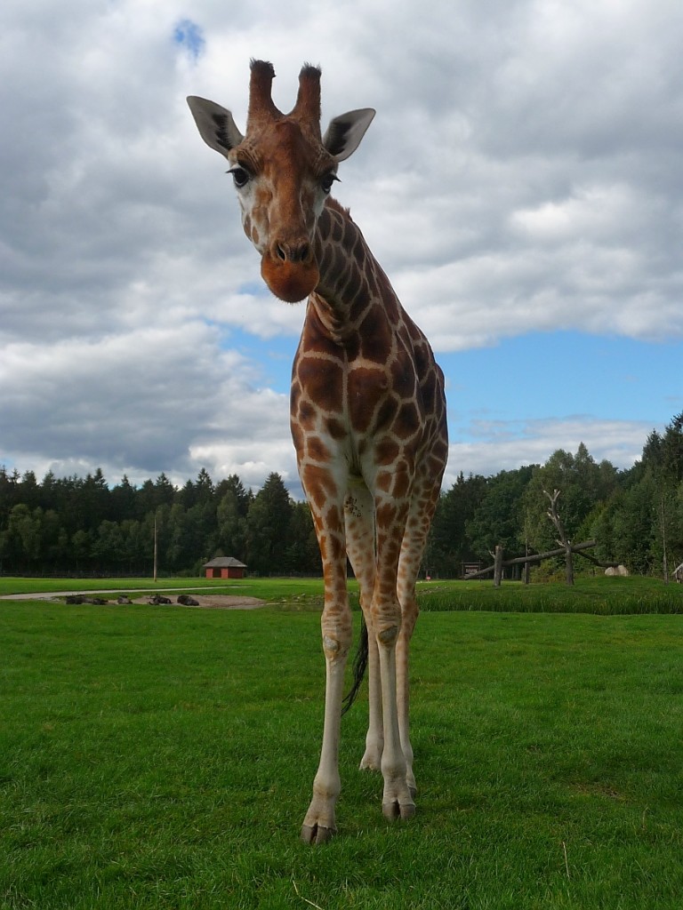 Und zum Abschied schaut noch mal eine Giraffe zum Fenster rein - Serengetipark, 9.9.15 