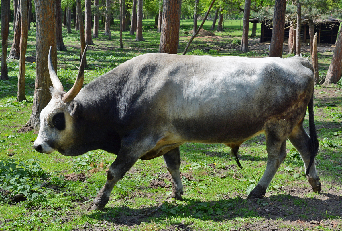 Ungarisches Steppenrind (Bulle) im Hochwildpark Rheinland - 10.05.2015