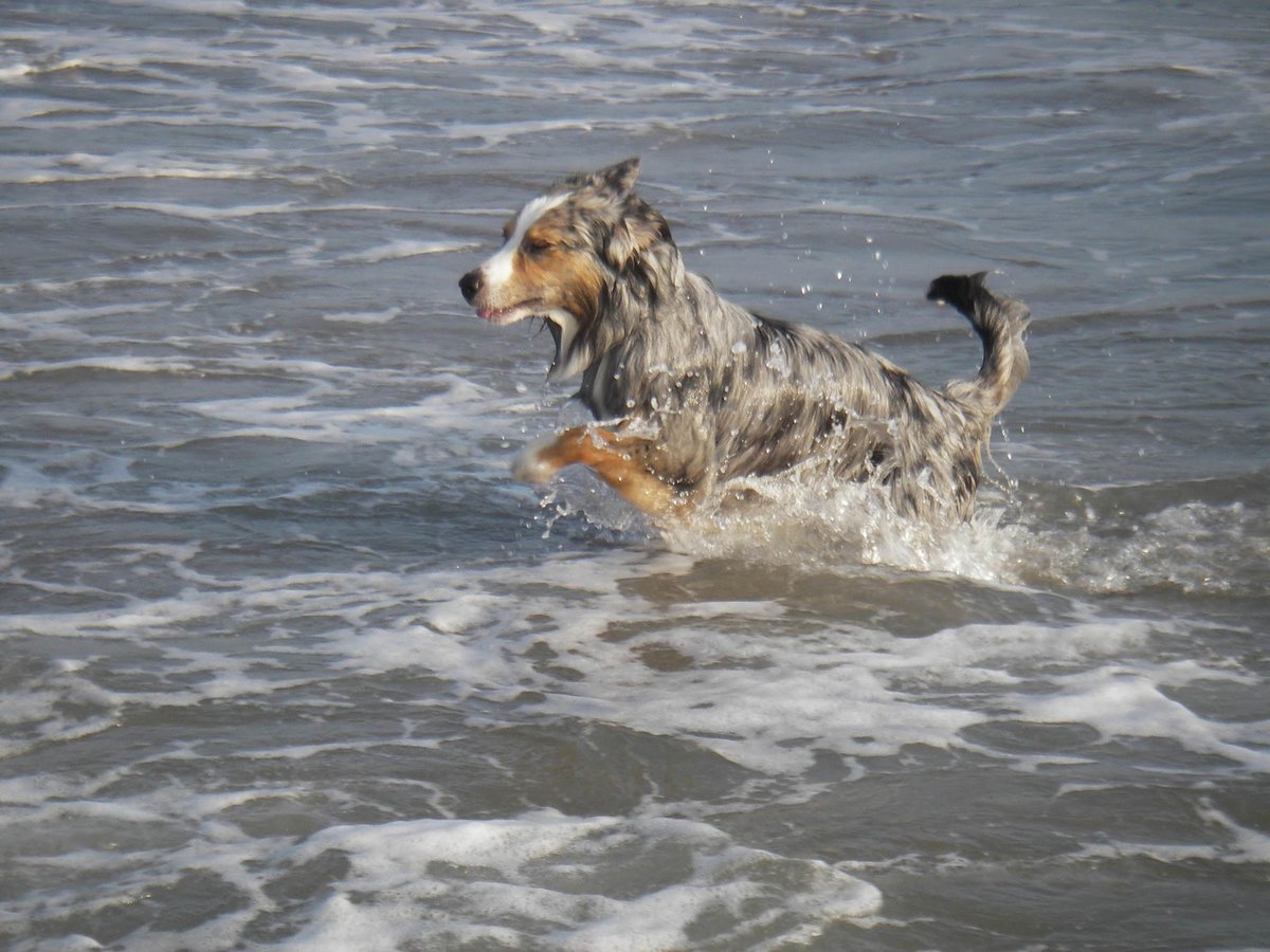 Unser Australian Shepard bei einem Bad im Meer im flachen Wasser bei wenig Wellengang. Aufgenommen im Frhjahr 2005.