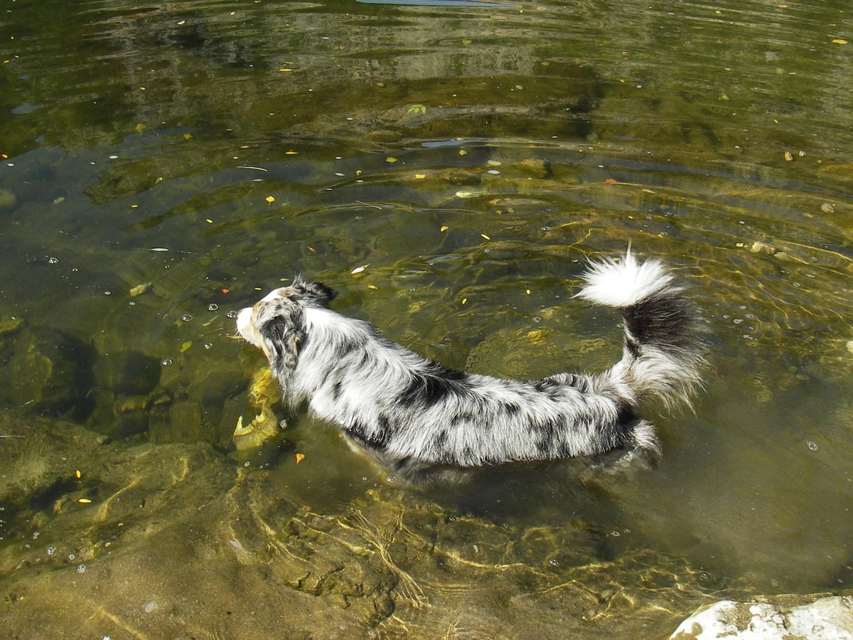 Unser Australian Shepard bei einem Seebad. Aufgenommen im Frhjahr 2005.