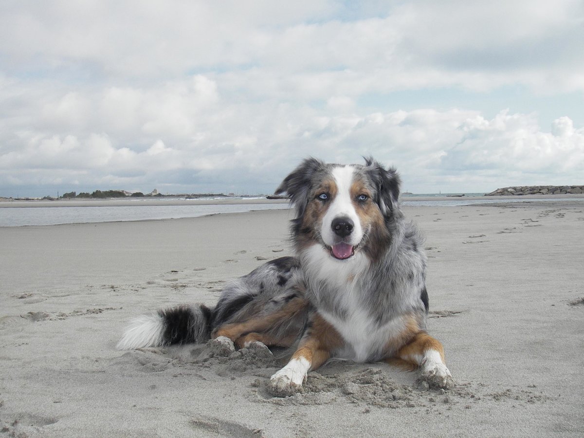 Unser Australian Shepard posiert am Strand in Frankreich. Aufgenommen im Frhjahr 2005.