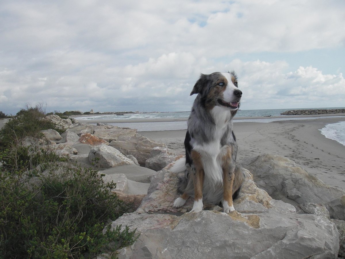 Unser Australian Shepard posiert auf den Steinen der Kstenbefestigung am Strand in Frankreich. Aufgenommen im Frhjahr 2005.