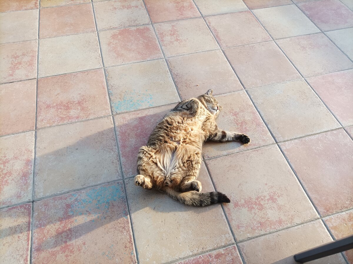 Unser Bengalkatzer Simba Sonnt sich am 15.04.2022 auf dem Balkon in Lrrach 