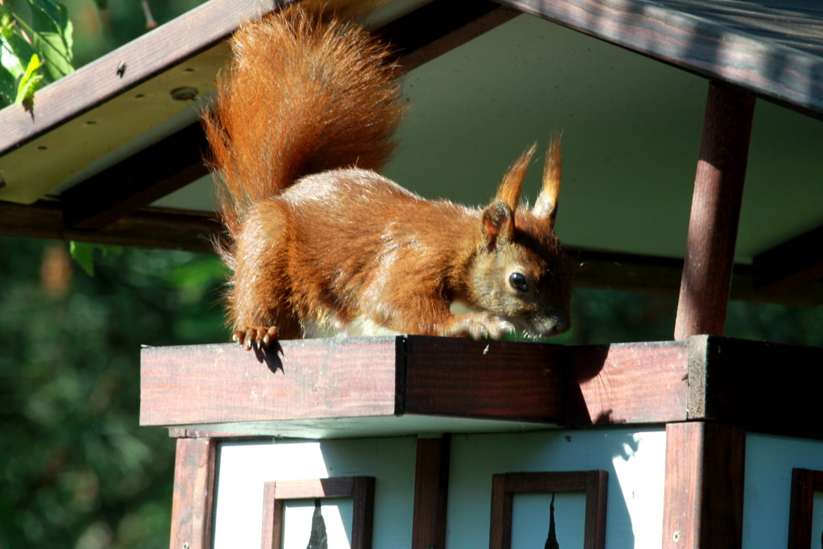 Unser Eichhörnchen  Fritzi  auf dem Balkon vom Vogelhaus. Ratzeburg, 31.05.2014