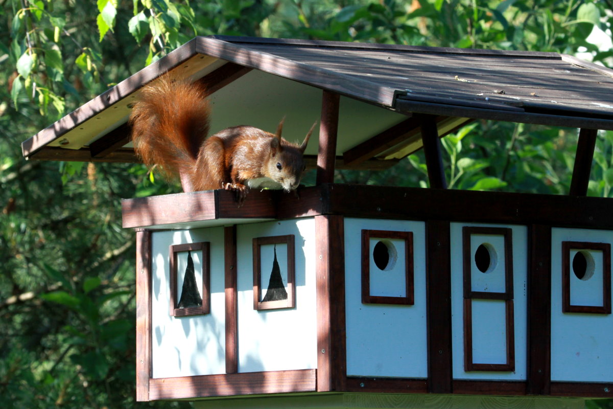 Unser Eichhrnchen  Fritzi  ist ein Hausbesetzer! Ratzeburg,31.05.2014