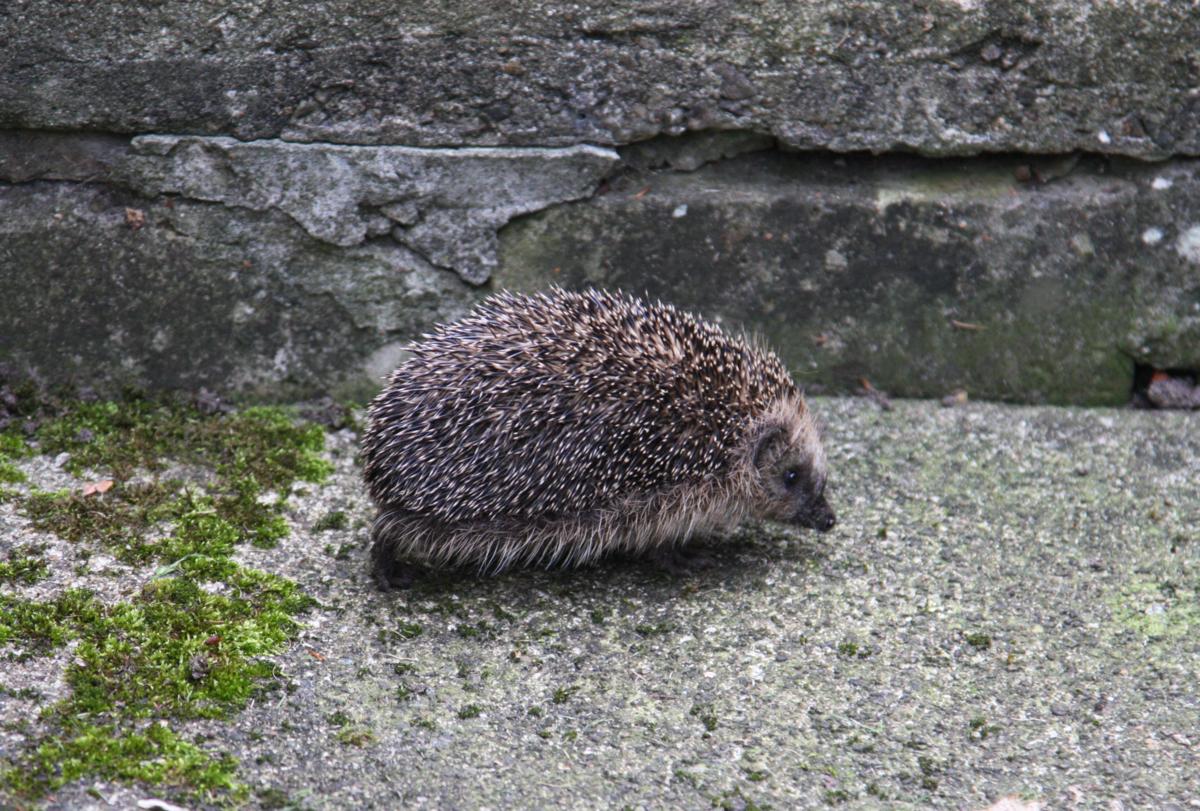 Unser Garten Igel  Timmy  bei einem morgendlichen Ausflug am 5.10.2014.