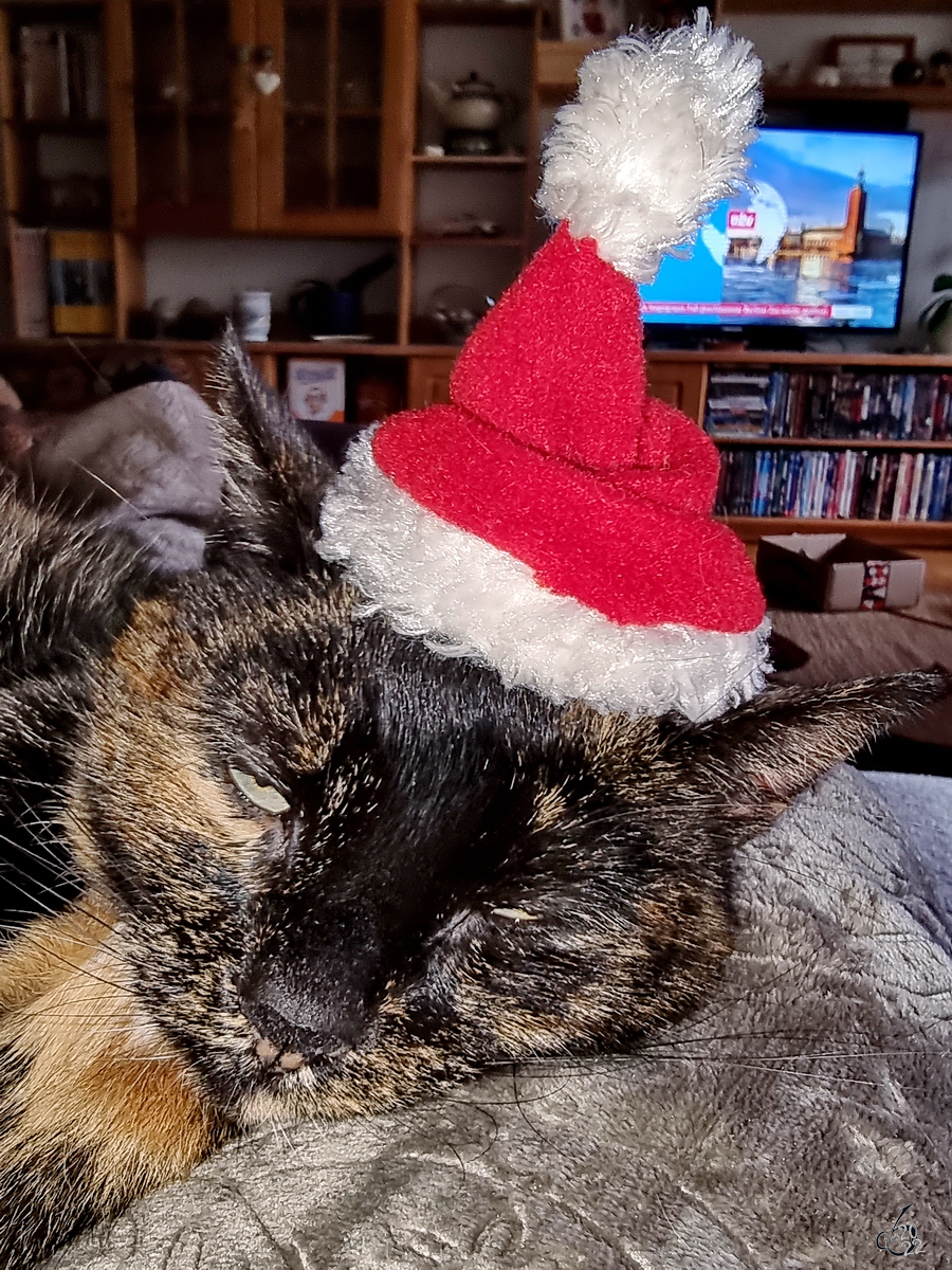 Unsere Luna fhlt sich in ihrer Weihnachtsrolle etwas unwohl. (Hattingen, Dezember 2022)