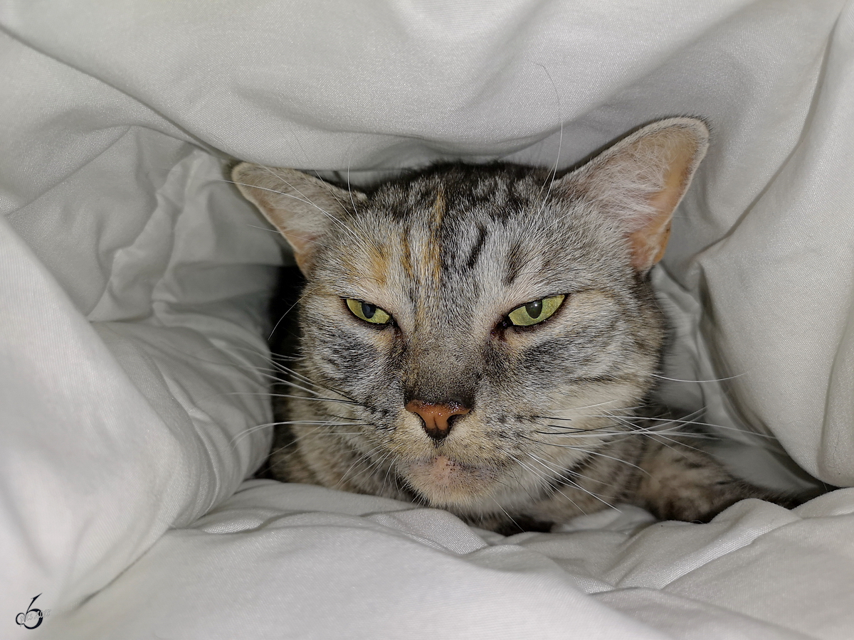 Unsere Maine-Coon-BKH-Katze findet diesen engen Tunnel einfach toll. (Hattingen, September 2018)