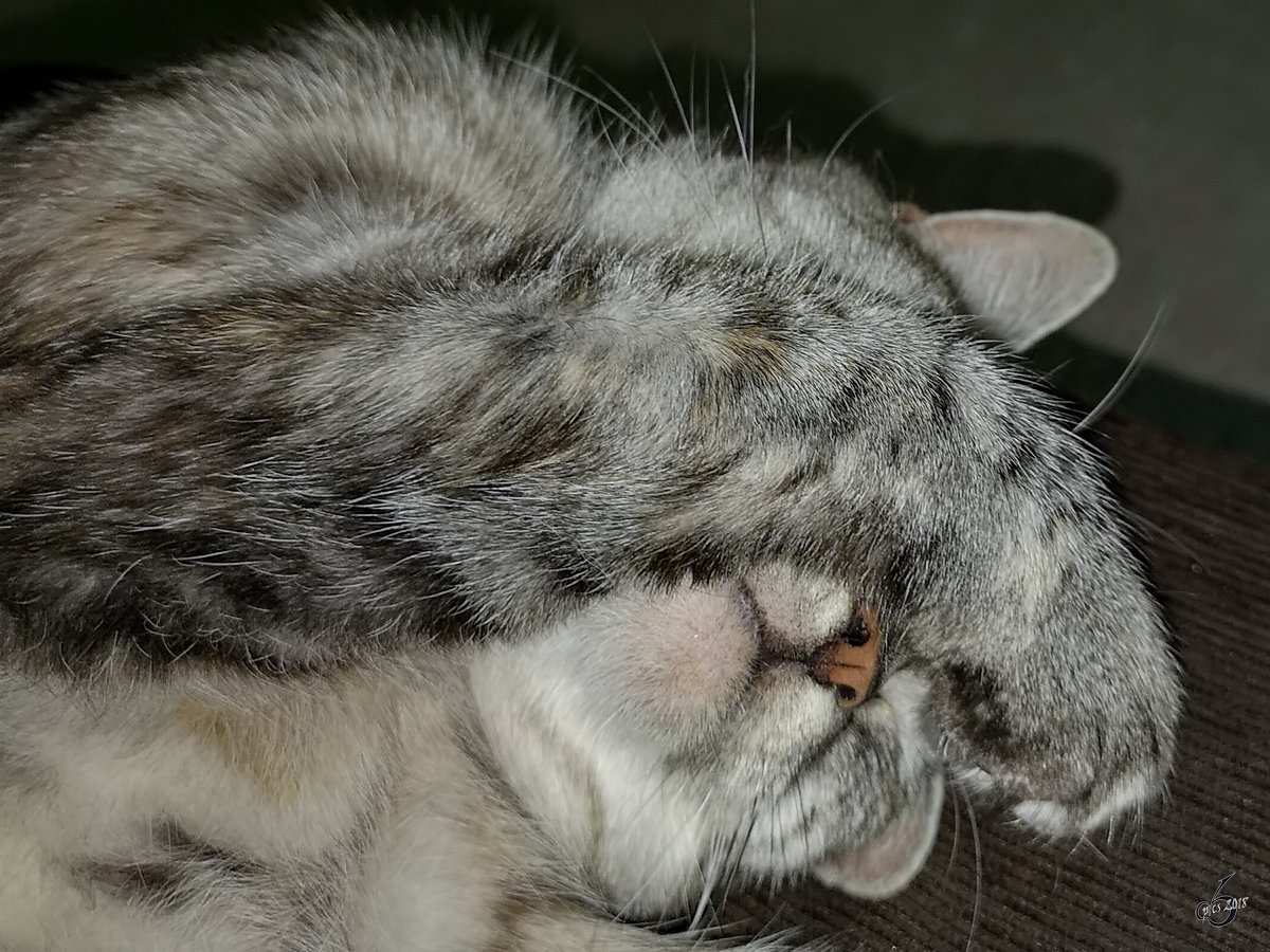 Unsere Maine-Coon-BKH-Katze kann das Elend um sich herum wohl nicht mehr ertragen. (Hattingen, Juni 2018)