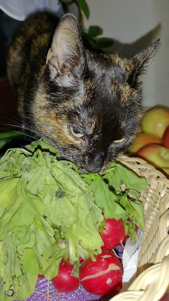 Unsere Siam-BKH-Katze hat einen leichten Hang zu Vegetarismus. (Hattingen, September 2018)
