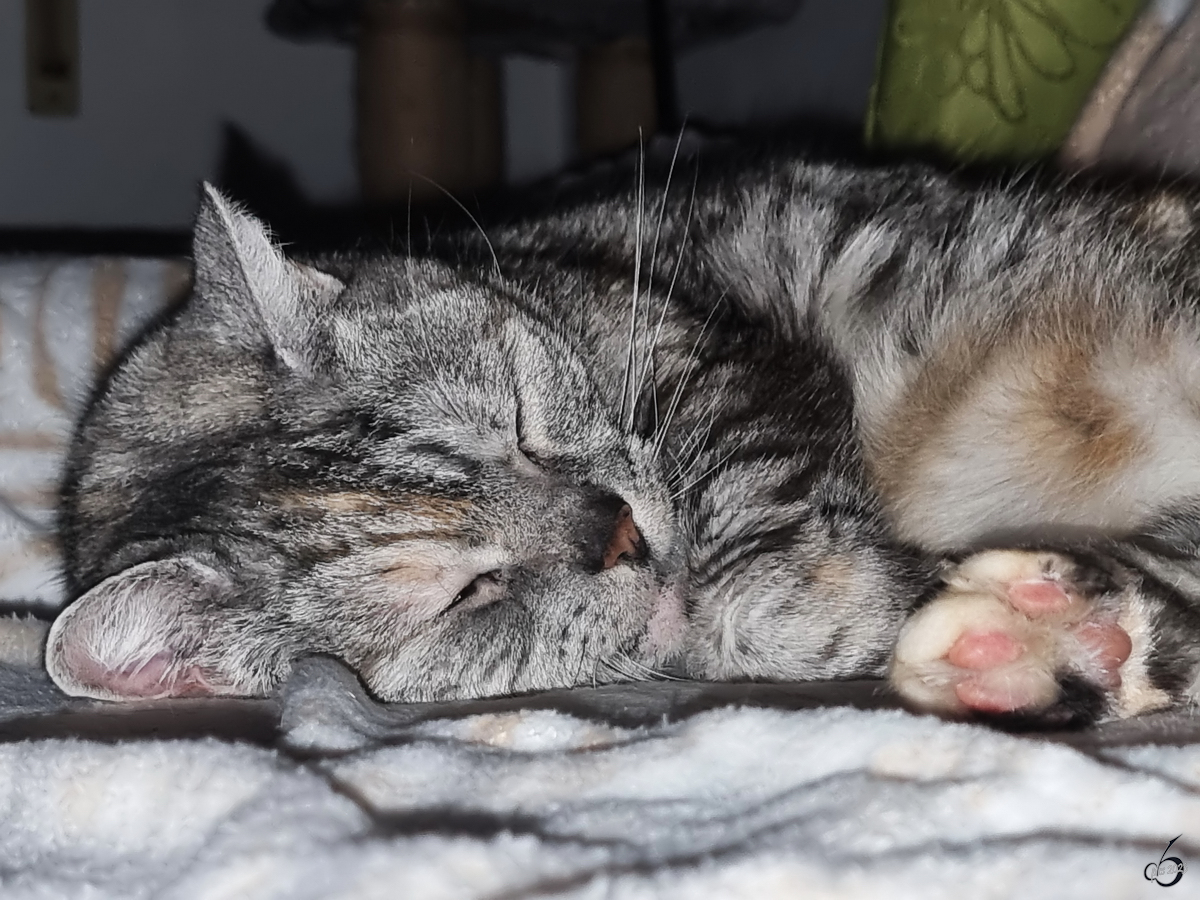 Unserer Maine-Coon/BKH-Katze Nala macht ein Nickerchen. (Hattingen, Februar 2023)
