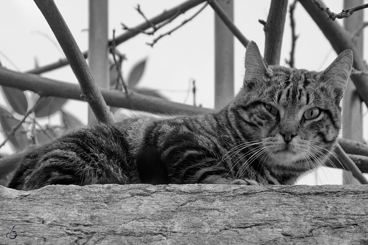 Unter Beobachtung einer Katze. (Lissabon, Januar 2017)