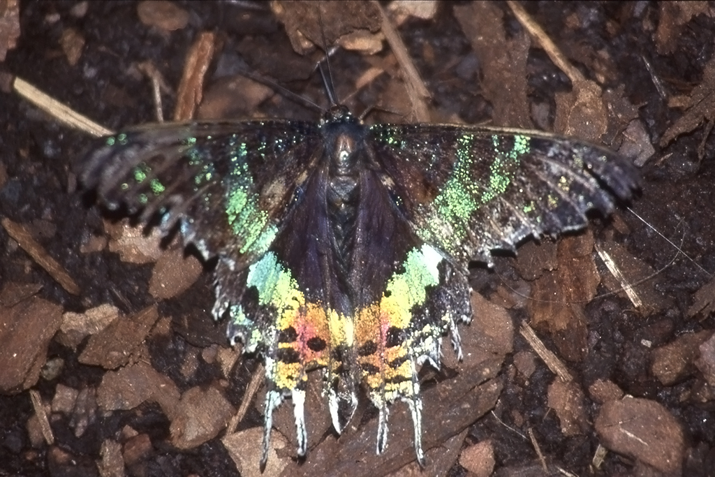 Uraniidae, Chrysiridia riphearia, 14.06.1993, Hunawihr