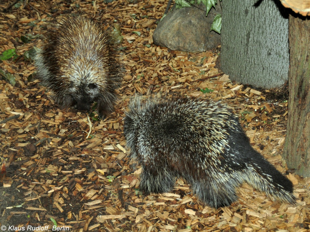 Urson oder Nrdlicher Baumstachler (Erethizon dorsatum) im Tierpark Cottbus (August 2015). 