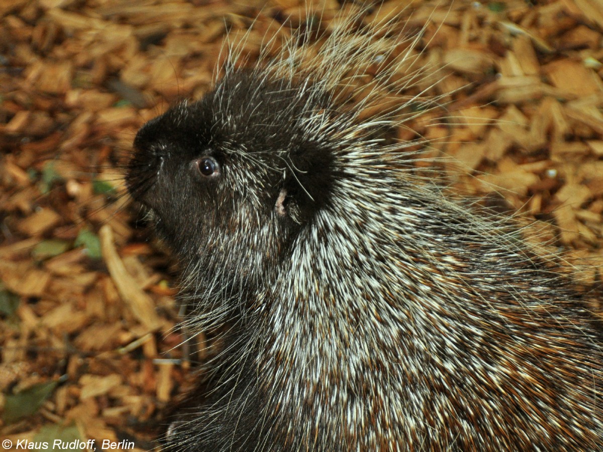 Urson oder Nrdlicher Baumstachler (Erethizon dorsatum) im Tierpark Cottbus (August 2015). 