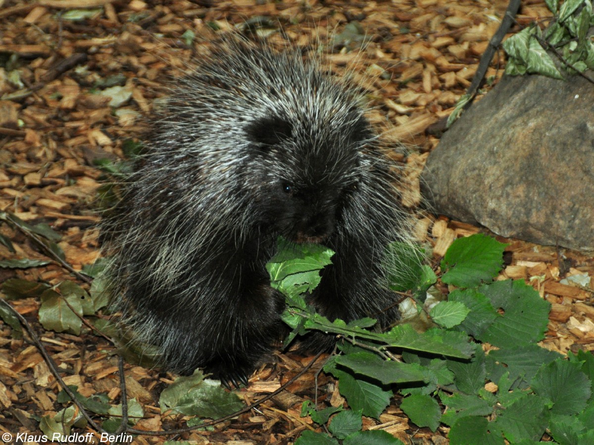 Urson oder Nrdlicher Baumstachler (Erethizon dorsatum) im Tierpark Cottbus (August 2015). 