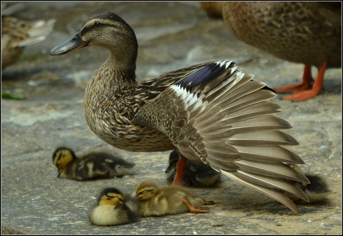 <U>Schutzschirm.</U>

Die Stockentenmama passt gut auf die Babys auf... Sommer 2011.