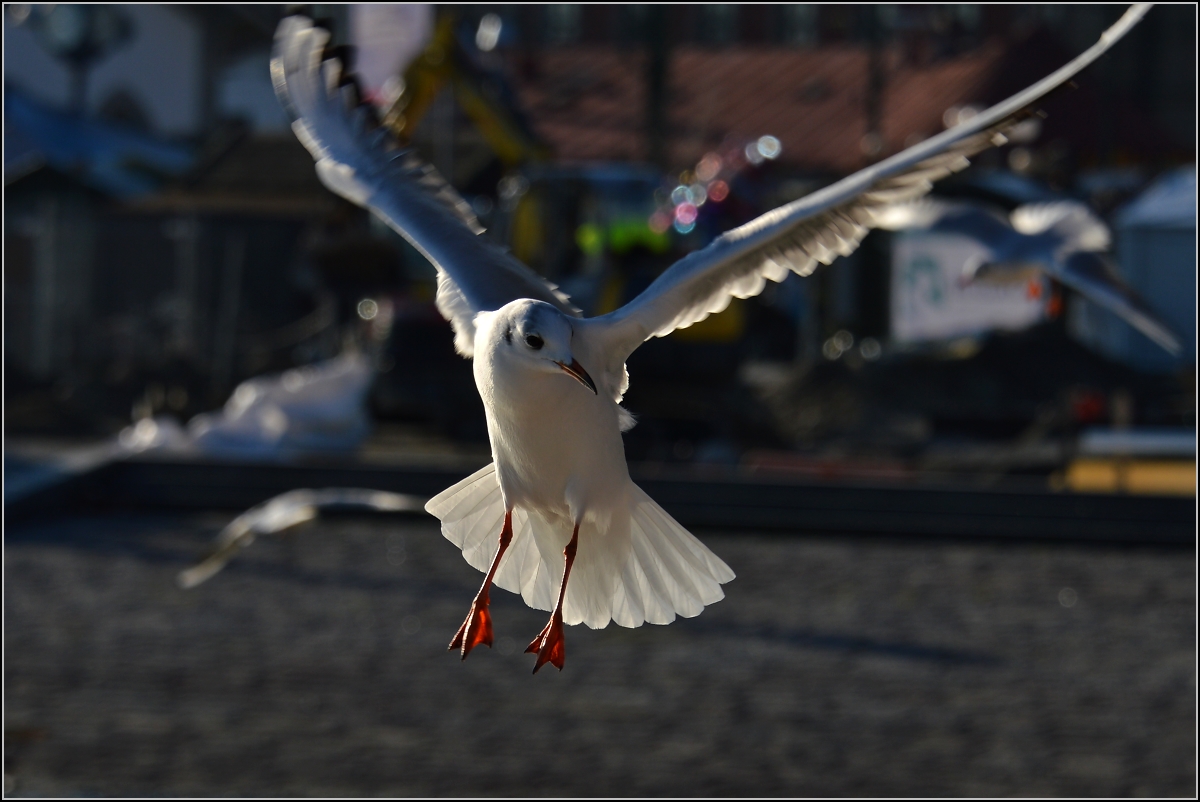 <U>Vollbremsung...</U> 

Am Weihnachtsmarkt gibt es immer leckere Sachen.
Konstanz, November 2013.