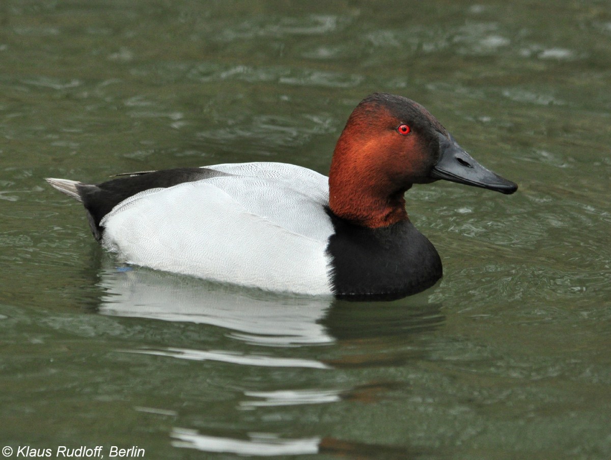 Vallisneriaente (Aythya vallisneria). Erpel  im Tierpark Cottbus (April 2015).