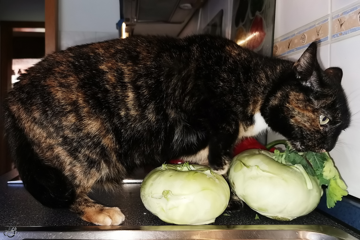 Veggiecat - Unsere Luna versucht es mal mit veganer Nahrung. (Hattingen, April 2021)