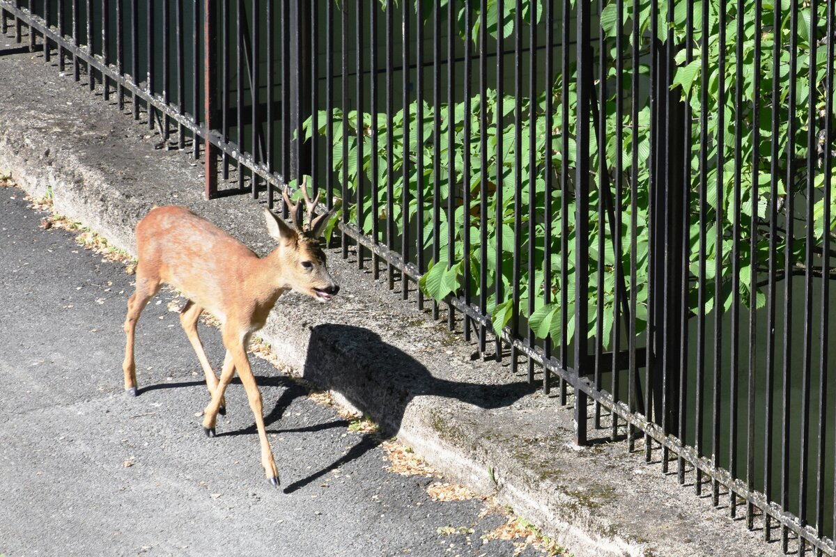 verirrter Rehbock in der Leiv Eirikssons gate; der Zaun ist kein Tierparkgitter, sondern sichert das anliegende Grundstck (OSLO/Norwegen, 01.06.2018)