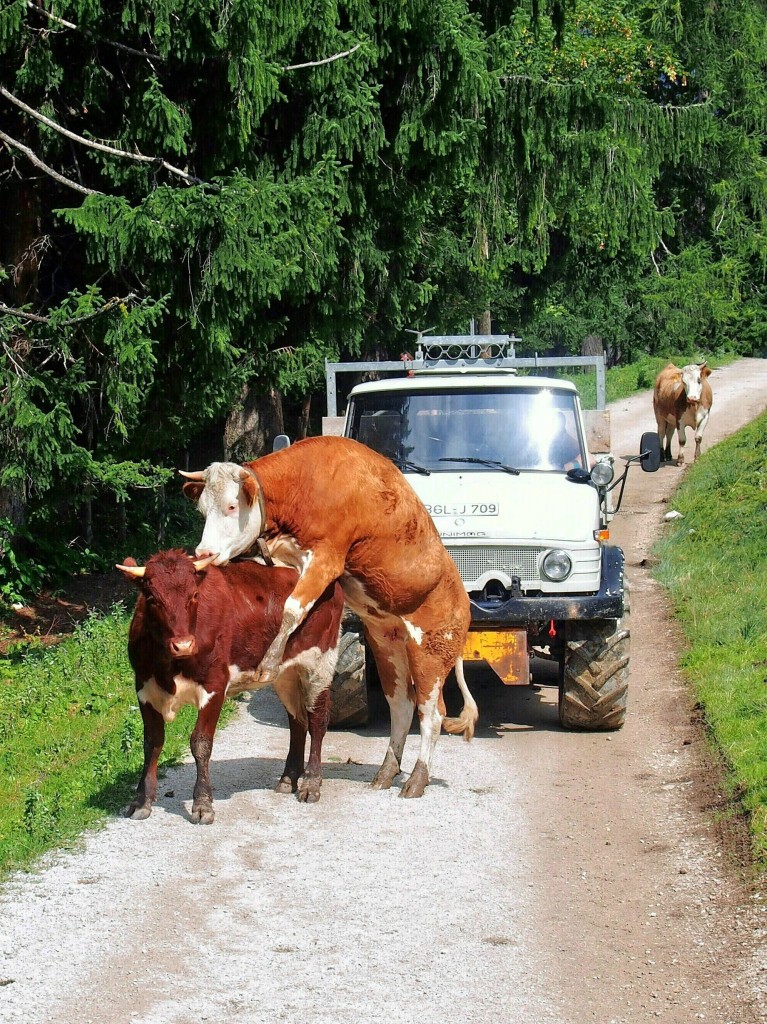 Verkehrsstrung auf der Jenneralm (4. September 2014)