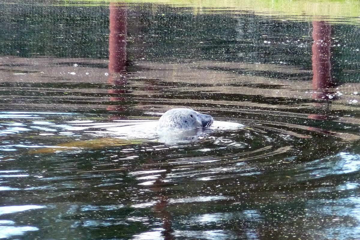 Viel mehr als den Kopf bekommt man vom Seehund im Serengetipark kaum je zu sehen, wenn berhaupt. Also eher ein Seh-nicht-Hund 9.9.15 