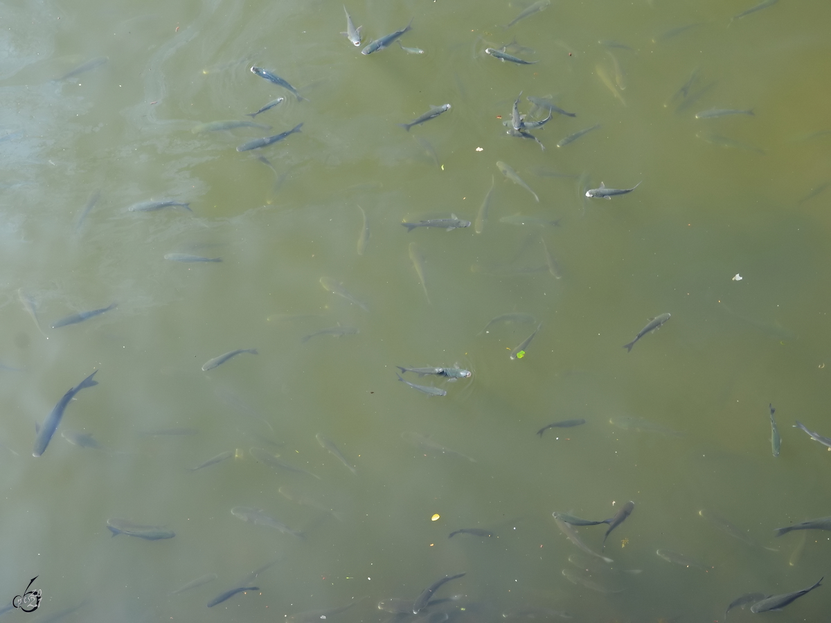 Viele kleine Fische tmmelten sich im Duaro, so gesehen Mitte Mai 2013 in Porto.