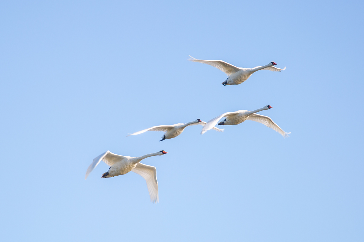 Vier Schwne im Flug ber den „Kleinen Jasmund“. Aufgenommen beim Warten auf einen Sonderzug nach Lrrach. - 16.07.2022