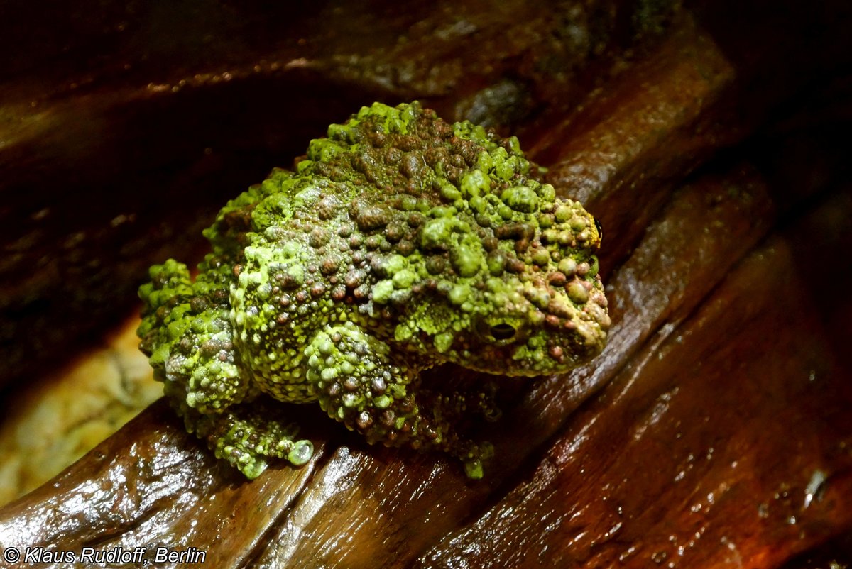 Vietnamesischer Moosfrosch, Vietnamese Mossy Frog (Theloderma corticale), Aquazoo Dsseldorf, Mai 2019. 