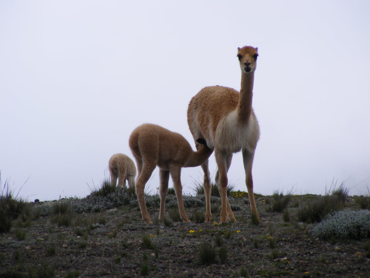 Vikunjas ( Vicugna vicugna ) im Chimborazo Nationalpark in Equador am 8.3.2014