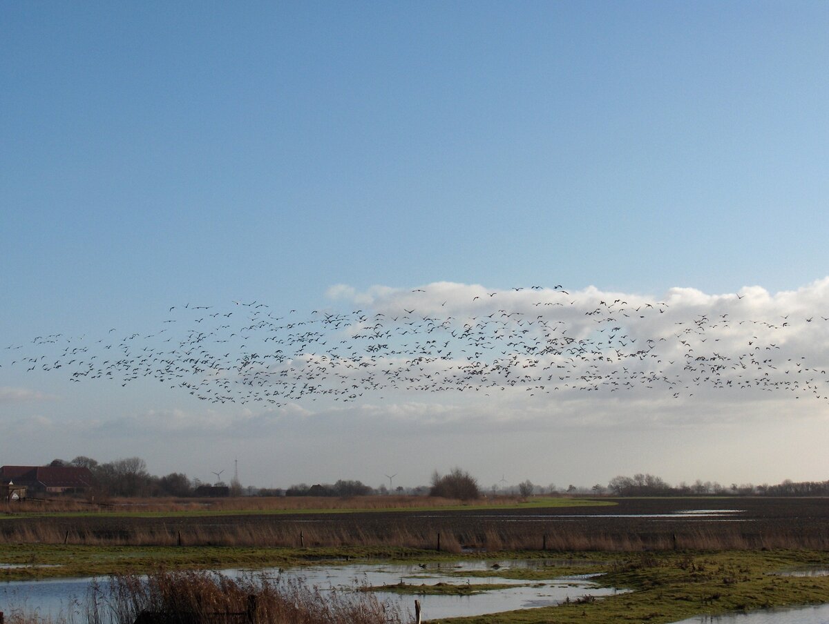 Vogelschwarm im Anflug auf die Wiesen von Pilsum im Landkreis Aurich, nahe des Fischerortes Greetsiel am 28.12.2009.