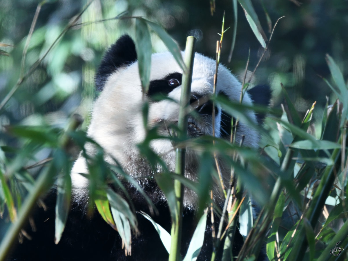 Vom Bambus umzingelt scheint dieser Groe Panda. (Zoo Berlin, April 2018)