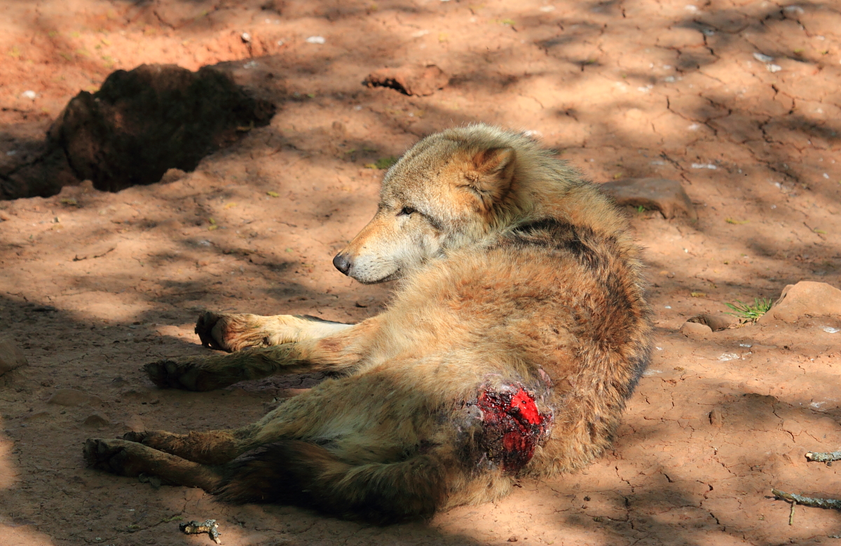 Von Artgenossen zugerichteter Wolf in Tambach am 26.05.2016.