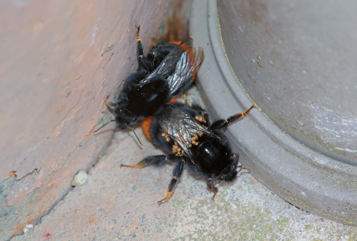 Von Milben befallene Hummel wird von einem Artgenossen am Hhleneingang attackiert. - 05.08.2015