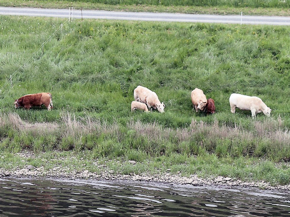 Von der Plattform des Historischer Personenaufzug von 1904 Blick auf weidende Tiere an der Elbe am 21. Mai 2016.