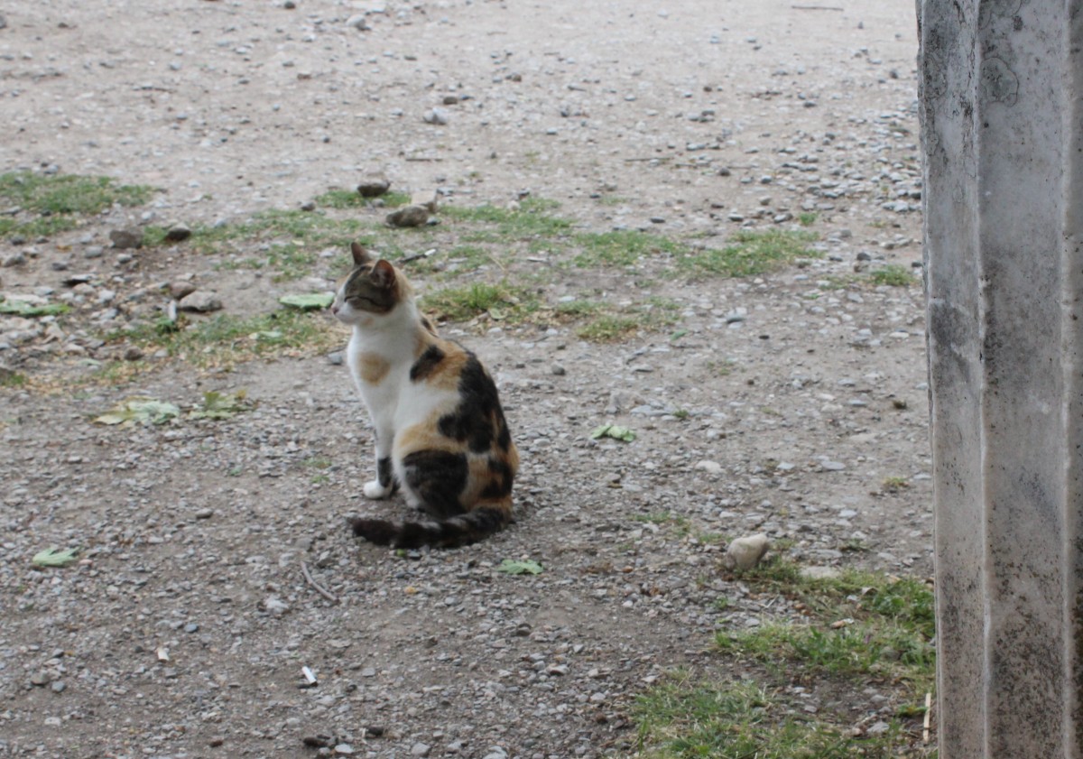 Von trojanischen Katzen har der Dichter Homer nicht geschrieben, als er sein Werk ber den Krieg in Troja schuf. Aber heute gibt es jedenfalls Katzen im Ausgrabungsgebiet dieser berhmten antiken Stadt in Kleinasien. Datum: 9. Mai 2014. 