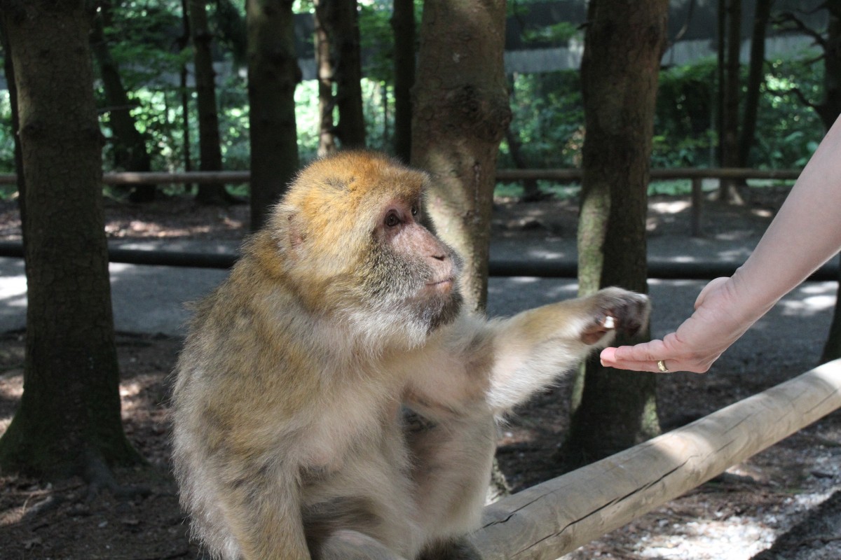 Vorsichtig wird das Popcorn aus der Hand genommen. Berberaffe (Macaca sylvanus) am 11.7.2010 auf dem Affenberg bei Salem.