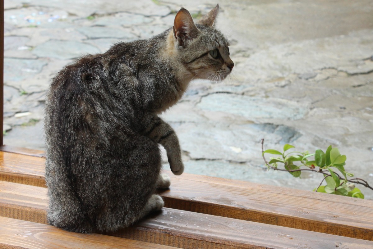 Wachsame Katze in Sirince (Trkei) am 10. Mai 2014.
