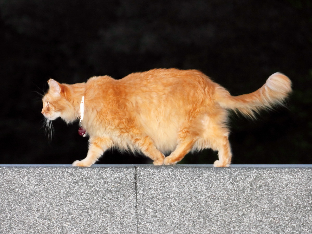 Whrend der notwendige Arbeiten am Haus in Berlin Rudow macht am Abend des 22. August 2014 der Maine Coon Kater seine Runde ber das Garagendach auf dem Wege zum Gerst.