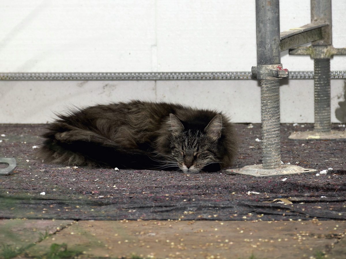 Whrend umfangreiche notwendige Arbeiten am Haus in Berlin Rudow durchgefhrt werden, macht die Maine Coon Katze Annie von der Spree ihren Nachmittagsschlaf am 27 Juli 2014 unter dem Gerst. 
