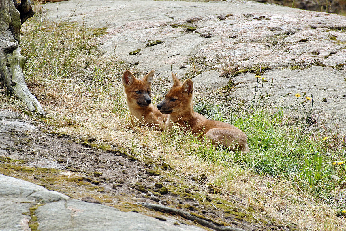 Waldhunde (Speothos venaticus) im Tierpark Kolmrden in Schweden. Aufnahme: 22. Juli 2017.