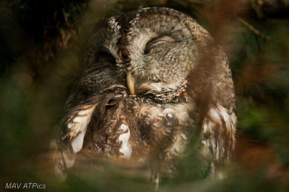 Waldkauz macht ein Nickerchen. 28.09.14 Wildpark Lneburger Heide