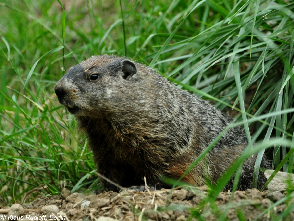 Waldmurmeltier (Marmota monax) im Zoo und Botanischen Garten Pilsen (Plzen, Juni 2015).