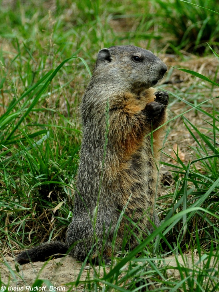 Waldmurmeltier (Marmota monax) im Zoo und Botanischen Garten Pilsen (Plzen, Juni 2015).