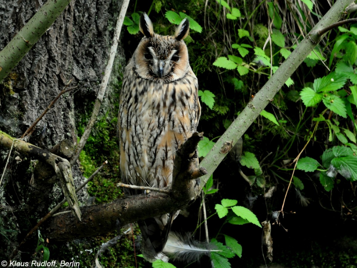 Waldohreule (Asio otus). Grovoliere fr Eulen in Borava Lada / Sumava Nationalpark /Tschechien