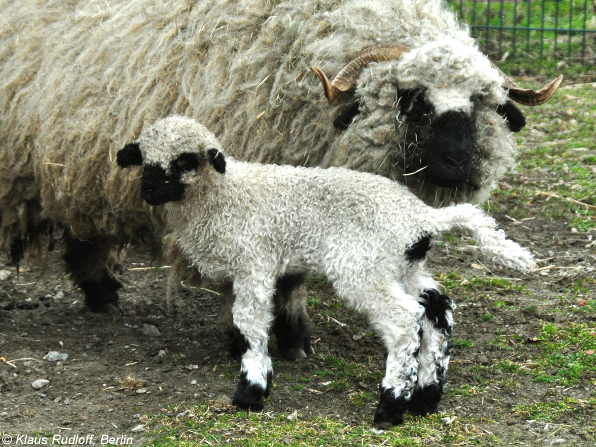 Walliser Schwarznasenschaf (Ovis orientalis f. aries). Weibchen mit Jungtier im Tierpark Berlin